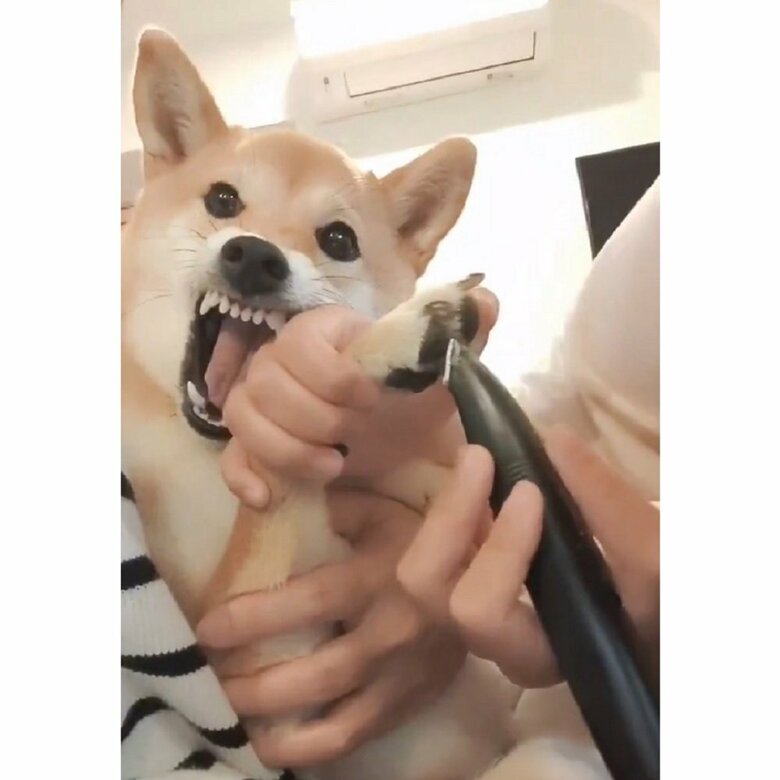 肉球の間の毛ぞりをされている蘭ちゃん