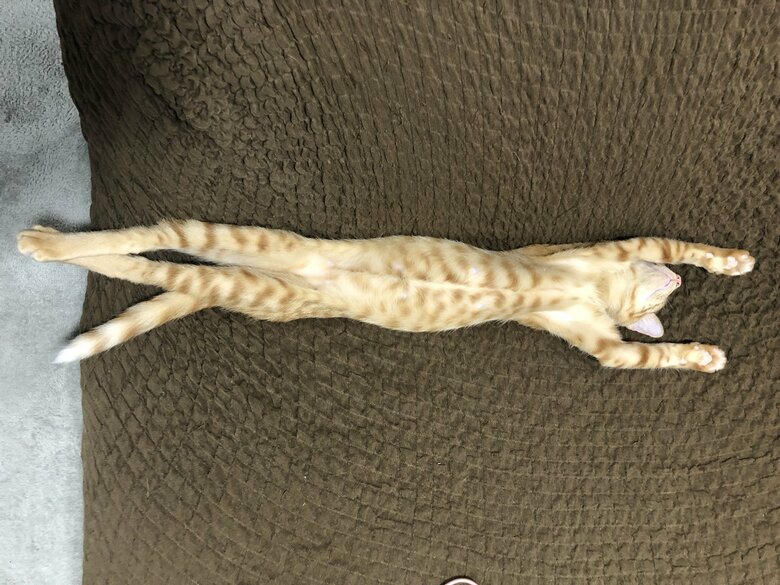 提供：たぬき&とらさん