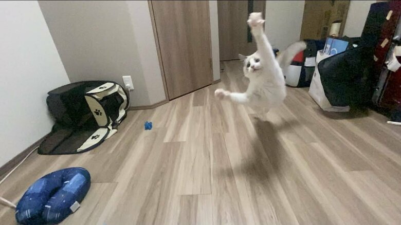 小さい時のジャンピングロイくん（提供：ロイくん@roy201108さん）