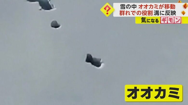 映像に映った雪の中から顔を出すオオカミの姿