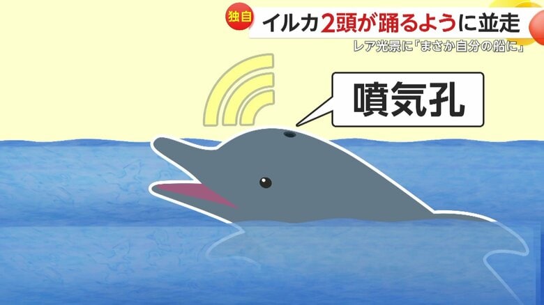 口ではなく噴気孔から声を出すイルカ（FNN投稿サイト「ビデオPost」）