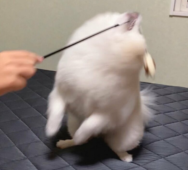 猫用オモチャで大盛り上がり