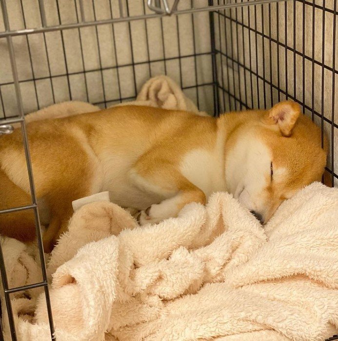 提供：torakichi602さん