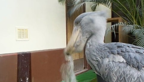 お口からザバー