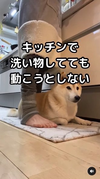 提供：柴犬Mamesuke・Korosuke大阪さん