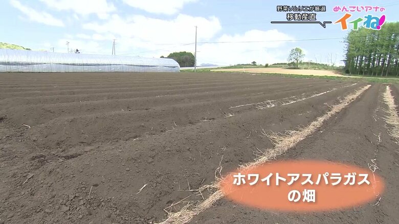 ホワイトアスパラガスはどこ？