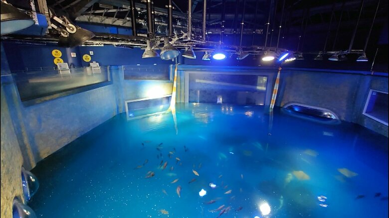 ジンベイザメの水槽（提供：のとじま水族館）