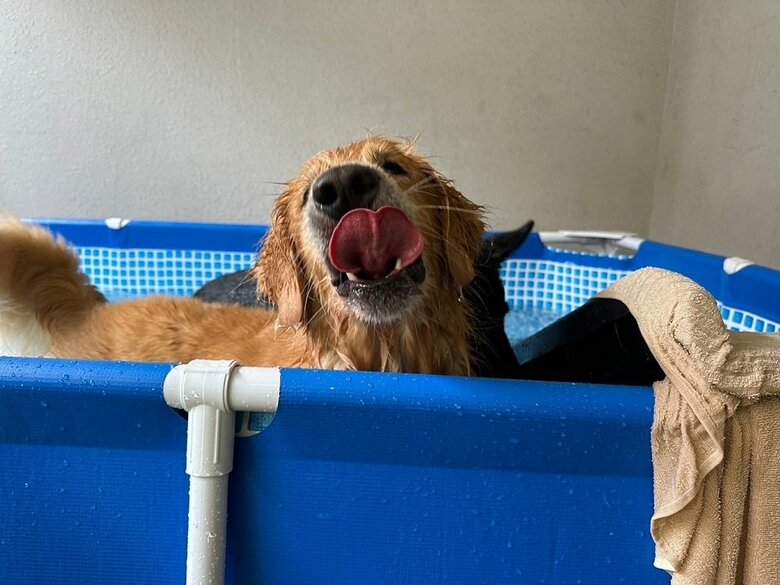 ドッグスクールでプール遊びを楽しんだ！