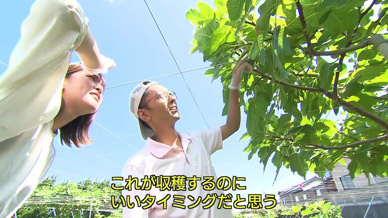 イチジク農家の山田真嗣さん