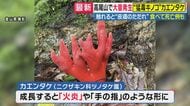 「これほど生えるのは過去に記憶にない…」高尾山で猛毒キノコ「カエンタケ」異常発生　公園にも…触れると皮膚がただれ食べれば死に至る恐れも　AI識別が“人気”も専門家は「正答率60～70％で危険」