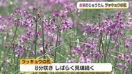 【天気コーナー】30日の山陰は「雨の1日」雷にも注意　鳥取砂丘の畑では「ラッキョウ」の花が見ごろ