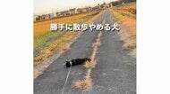 「めっちゃ軽快に歩いてたのに〜」柴犬が急に散歩を止めて道路にゴロン…“拒否柴”発動の瞬間