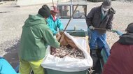 正月用の伊勢えび漁に大打撃。イワシ・サバの大量漂着に日本の海は大丈夫?原因を専門家に聞いた