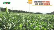 少雨や猛暑で…長崎県東彼杵町で秋の茶摘み　収穫量減るものの「品質に影響なし」