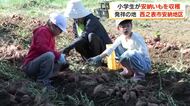 小学生が安納いもを収穫　発祥の地・西之表市安納地区【鹿児島】