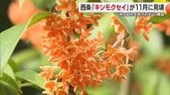 “２度咲きで３週間遅れ”キンモクセイ満開　西条の王至森寺で秋告げる香り「温暖化が関係」【愛媛】