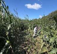 【ヒグマ速報】デントコーン1000本食い荒らされた！幅15センチの足跡にフン残す…畑の中にはクマが掘ったとみられる穴も_市は箱わな設置へ〈北海道函館市〉