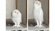 雷が怖かった？“みょーん”と体が伸び縮みするフクロウがかわいい…どんな行動だったのか飼い主に聞いた