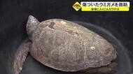 ビーチパーティ避けた? 岩場で傷ついたウミガメを救助