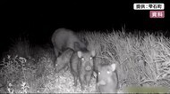 民家にイノシシ5頭出没 飼い犬襲われ腹部にケガ<岩手・雫石町>