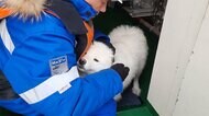氷の上で迷子の真っ白な子犬を救助 ロシア