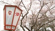 臼杵城址桜まつり始まる 新型コロナウイルスの影響で規模縮小