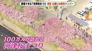 不要不急の外出自粛 河津桜まつりは?はままつフラワーパークは?