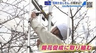 「やばっ…」サクラが想定より早く成長　“令和の花咲かおじさん”ヤキモキ　満開コントロールに奮闘中【広島発】