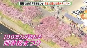 不要不急の外出自粛 河津桜まつりは?はままつフラワーパークは?