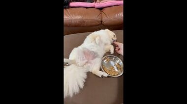 野生を忘れた?お腹丸出しでご飯を食べさせてもらう犬が可愛い…いつものことなのか飼い主に聞いた