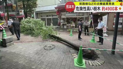 熊本市 街路樹4900本を“危険性高い”と判定 うち4500本を撤去　“10分20分構想”では有識者委員会設置へ