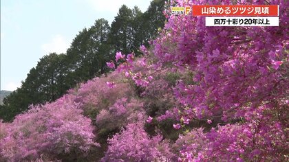四万十町の斜面を彩る山一面のフジツツジ！地元住民が1人で遊歩道まで整備した《心温まる景色》