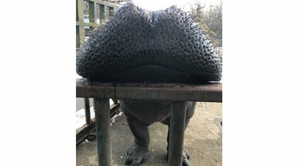 「怪獣かと思った」飼育員だけが見られる動物の“アングル”にびっくり! 珍しい姿なのか那須サファリパークに聞いた