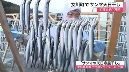 冬の風物詩「サンマの天日干し」始まる　特製塩ダレと寒風でうまみ凝縮　初日は１万匹〈宮城・女川町〉