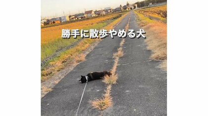 「めっちゃ軽快に歩いてたのに〜」柴犬が急に散歩を止めて道路にゴロン…“拒否柴”発動の瞬間