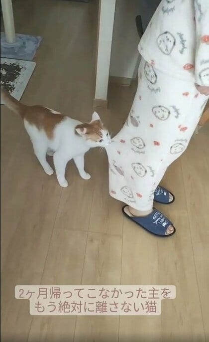 「もう絶対に離さない！」2カ月間会えなかった飼い主のズボンを噛んでついてくる猫が健気…普段の関係を聞いた