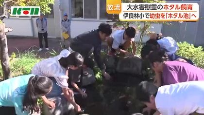 長崎大水害の慰霊に　伊良林小学校でホタルの幼虫を放流