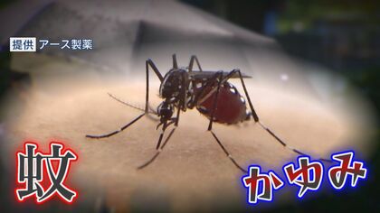 “服装”と“ニオイ”で蚊を防げ…1ccの水にも卵?! 夏の厄介者“蚊”の効果的対策【福岡発】