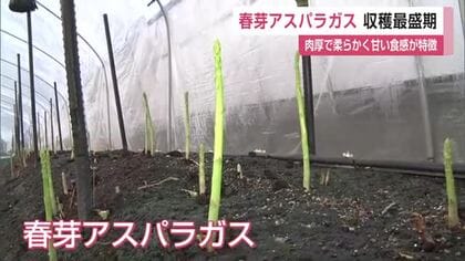 「肉厚で柔らかく甘い食感」春芽アスパラガス最盛期を迎える 　4トンの出荷目指す【佐賀県】