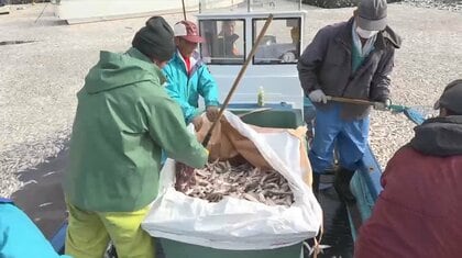 正月用の伊勢えび漁に大打撃。イワシ・サバの大量漂着に日本の海は大丈夫？原因を専門家に聞いた