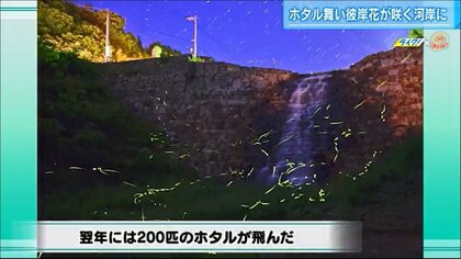 ゴミ散乱の川にホタルが…地元住民が清掃活動　河岸には22万本の花　地域の憩いの場に【広島発】