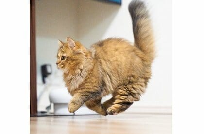 愛猫がぴょこんと“空中ウォーク”？躍動感あふれる写真に反響…どうやって撮ったのか飼い主に聞いた