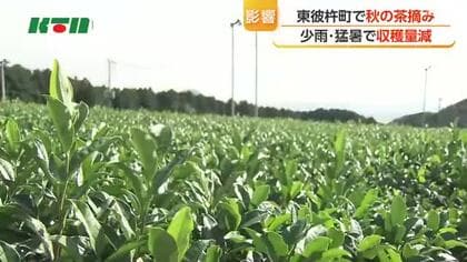 少雨や猛暑で…長崎県東彼杵町で秋の茶摘み　収穫量減るものの「品質に影響なし」