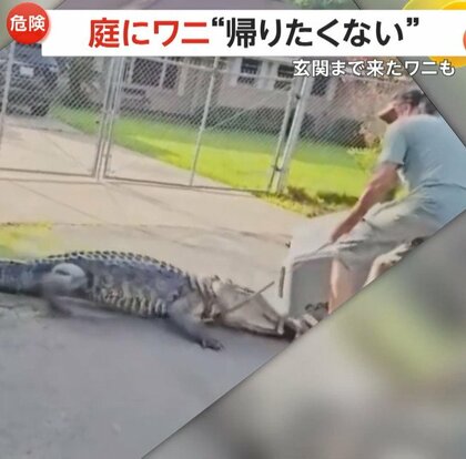 「庭にワニ」「玄関にもワニ」繁殖期の縄張り争いで追われ住宅街に…「帰りたくない？」捕獲に追われる警察官たち　アメリカ