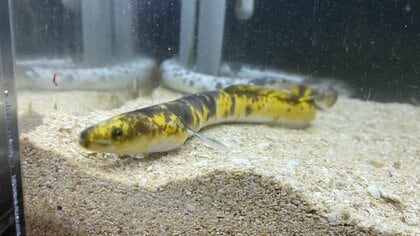 “10万匹に1匹”の激レア天然ウナギ　7歳の男の子が“執念”で捕獲