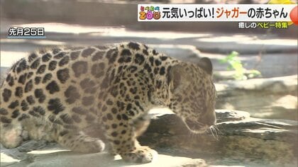 今しか見られない元気いっぱいな“3種類のベビー”を紹介　動物の赤ちゃんが続々と誕生している動物園【愛媛発】