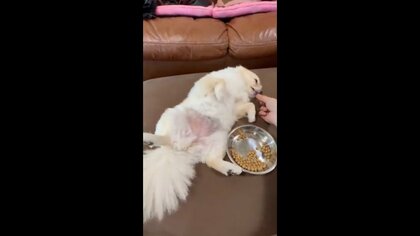 野生を忘れた？お腹丸出しでご飯を食べさせてもらう犬が可愛い…いつものことなのか飼い主に聞いた