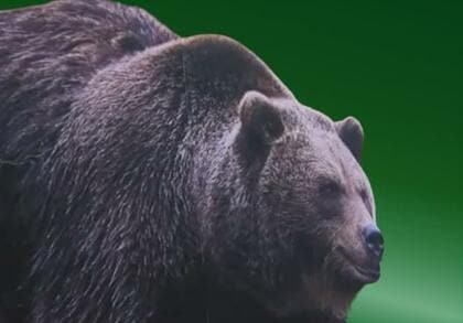 【北海道ヒグマ列伝】“推定400キロ”の巨大なクマが苫前町に出没―語り継がれる伝説の巨大熊とハンターたちの歴史