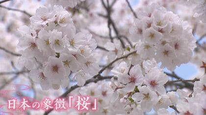 春爛漫”満喫 しかしその裏で… 忍び寄る”消滅の危機” 樹齢50年の