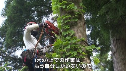 命かかる仕事」20m上で木を伐採する「空師」 国産材需要高まる中、後継